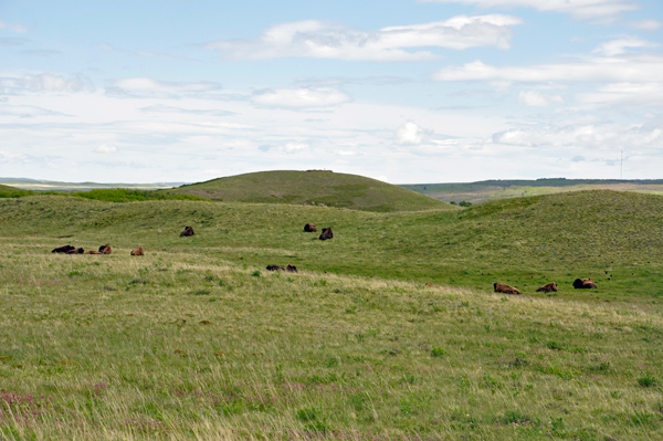 bison - buffalo